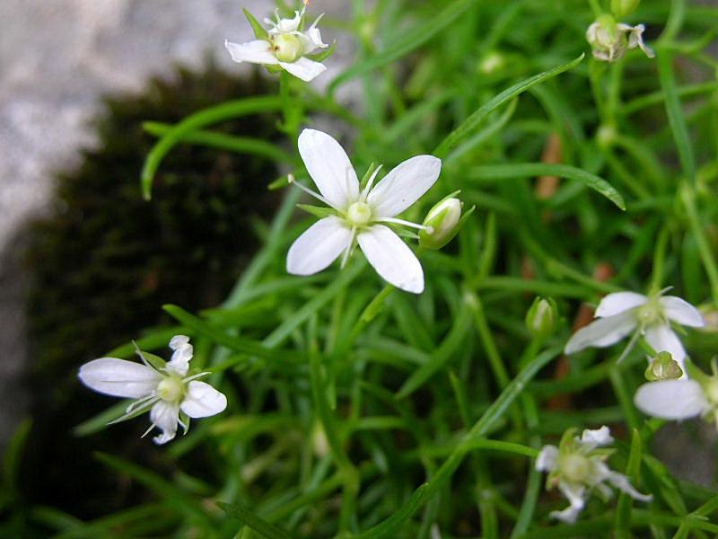 Altra piantina calabrese.- Moehringia muscosa